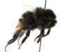 Bombus sp.